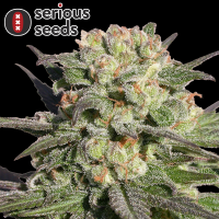 Serious Seeds Warlock – 3 feminisierte Cannabis Samen