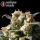 Serious Seeds Warlock – 3 feminisierte Cannabis Samen