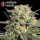 Serious Seeds Warlock – 3 feminisierte Cannabis Samen