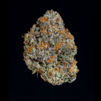 Wizard Trees - Potion (Dark Matter x Black Magic)