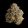 Wizard Trees - Night Ritual (Zoza x Black Magic)