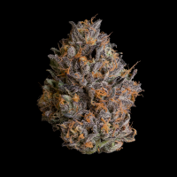 Wizard Trees - Black Bow (Rainbow Runtz x Black Magic)
