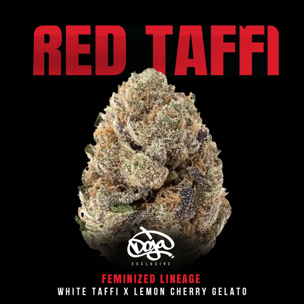 Doja - Red Taffi (6 Stk.)