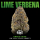 Doja - Lime Verbena (3 Stk)