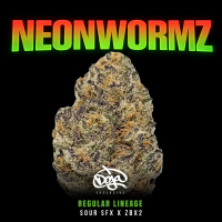 Doja - Neon Wormz (3Stk)