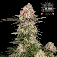 Barneys Farm - AK