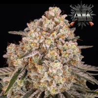 Barneys Farm - AK