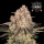 Barneys Farm - AK