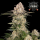 Barneys Farm - AK