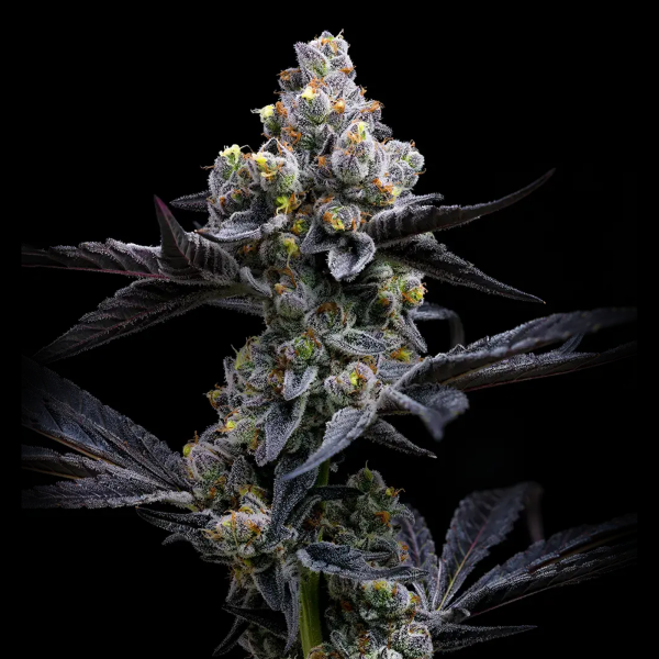 Barneys Farm - Garlic Cookies