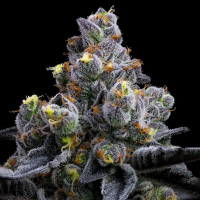 Barneys Farm - Garlic Cookies