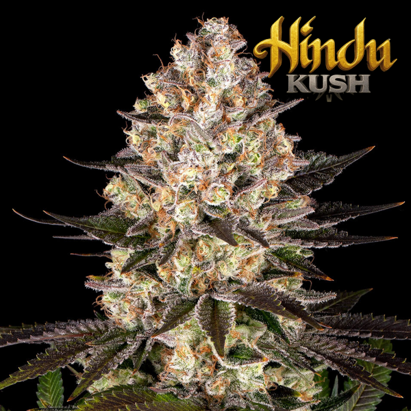 Barneys Farm - Hindu Kush