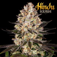 Barneys Farm - Hindu Kush