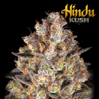Barneys Farm - Hindu Kush
