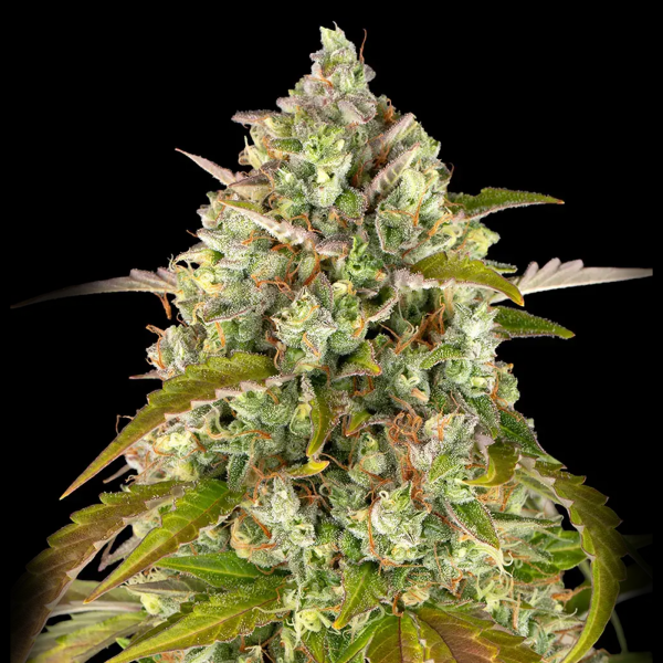 Barney´s Farm - Pineapple Express Auto