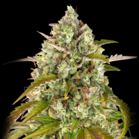 Barney´s Farm - Pineapple Express Auto