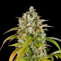 Barney´s Farm - Pineapple Express Auto