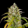 Barney´s Farm - Pineapple Express Auto