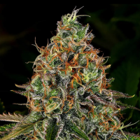 Barney´s Farm - Tangerine Auto