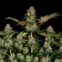 Barney´s Farm - Tangerine Auto