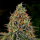 Barney´s Farm - Tangerine Auto