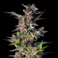 Royal Queen Seeds - Watermelon Auto