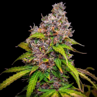 Royal Queen Seeds - Watermelon Auto