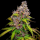 Royal Queen Seeds - Watermelon Auto
