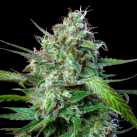 Royal Queen Seeds - Mimosa Auto