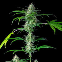 Royal Queen Seeds - Mimosa Auto