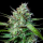 Royal Queen Seeds - Mimosa Auto