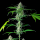 Royal Queen Seeds - Mimosa Auto