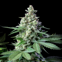 Royal Queen Seeds - Easy Bud