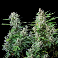 Royal Queen Seeds - Easy Bud