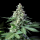 Royal Queen Seeds - Easy Bud
