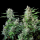 Royal Queen Seeds - Easy Bud