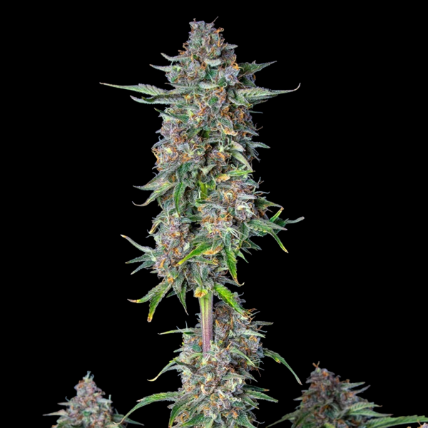 Royal Queen Seeds - Do-Si-Dos Auto