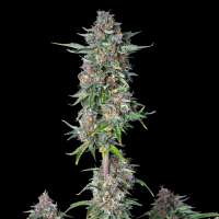 Royal Queen Seeds - Do-Si-Dos Auto