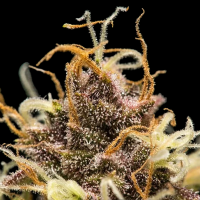 Royal Queen Seeds - Do-Si-Dos Auto