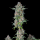 Royal Queen Seeds - Do-Si-Dos Auto