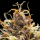 Royal Queen Seeds - Do-Si-Dos Auto