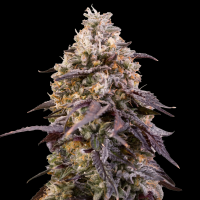 Royal Queen Seeds - Sticky Queen Auto