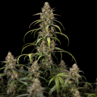 Royal Queen Seeds - Sticky Queen Auto