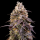 Royal Queen Seeds - Sticky Queen Auto