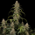 Royal Queen Seeds - Sticky Queen Auto