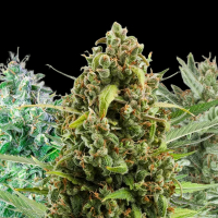 Royal Queen Seeds - Autoflowering Mix