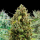 Royal Queen Seeds - Autoflowering Mix