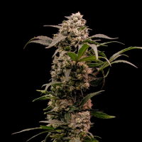 Royal Queen Seeds - Astro Lemonade F1