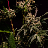 Royal Queen Seeds - Astro Lemonade F1