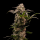 Royal Queen Seeds - Astro Lemonade F1